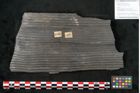 Foto (Objekt + Etikett) von Sigillaria elongata Brongniart (NHMW-GEO-2024-0188-11068)